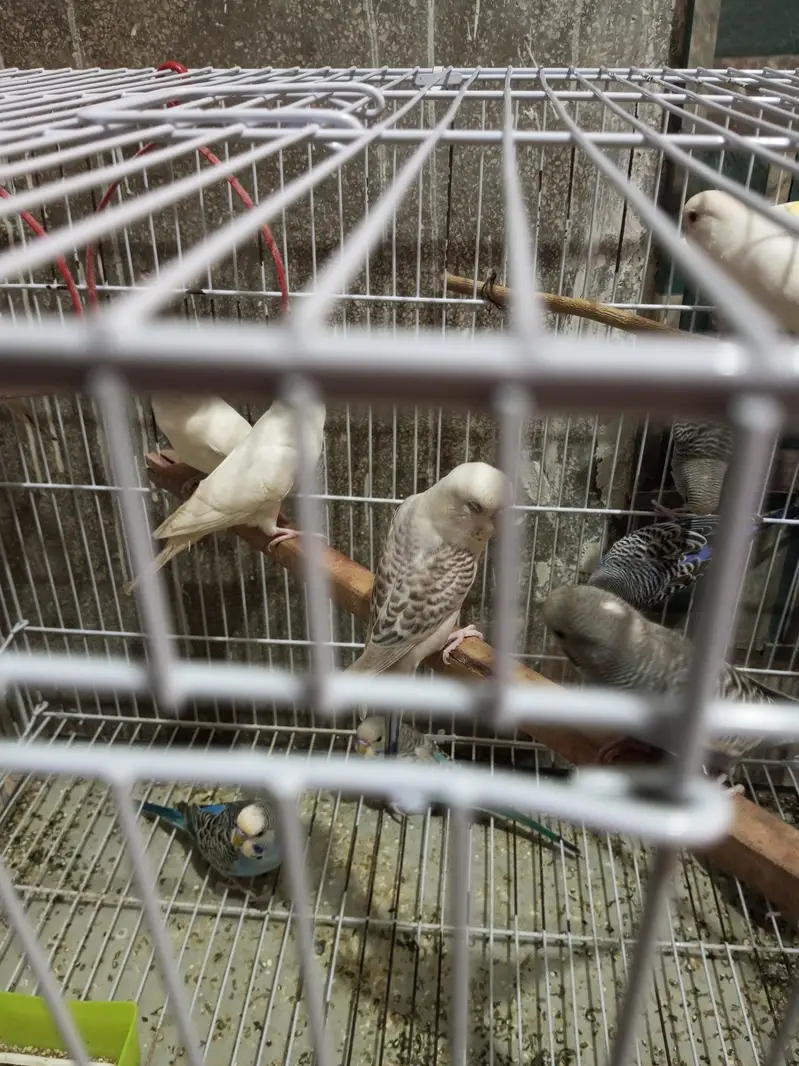 Budgies splits black face looking for new shelter — photo 12