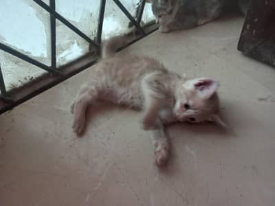 cat and kitten
