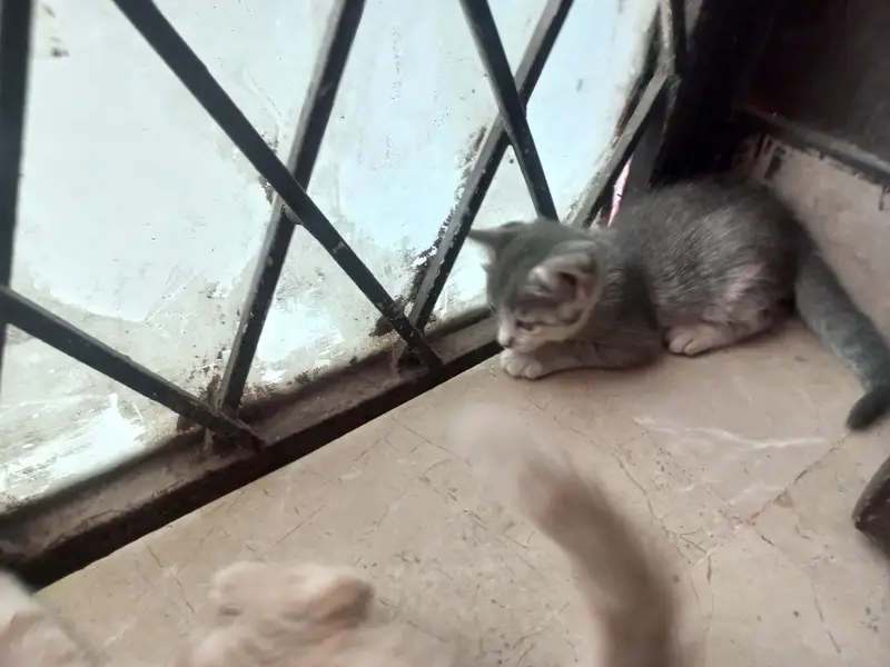 cat and kitten — photo 2