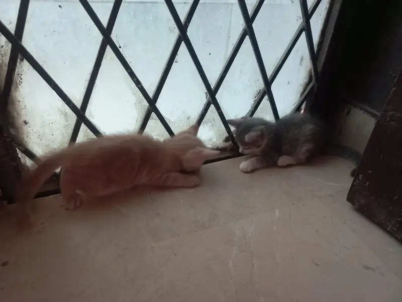 cat and kitten — photo 3