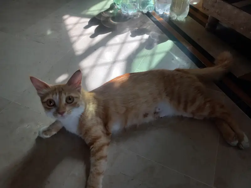 cat and kitten — photo 4
