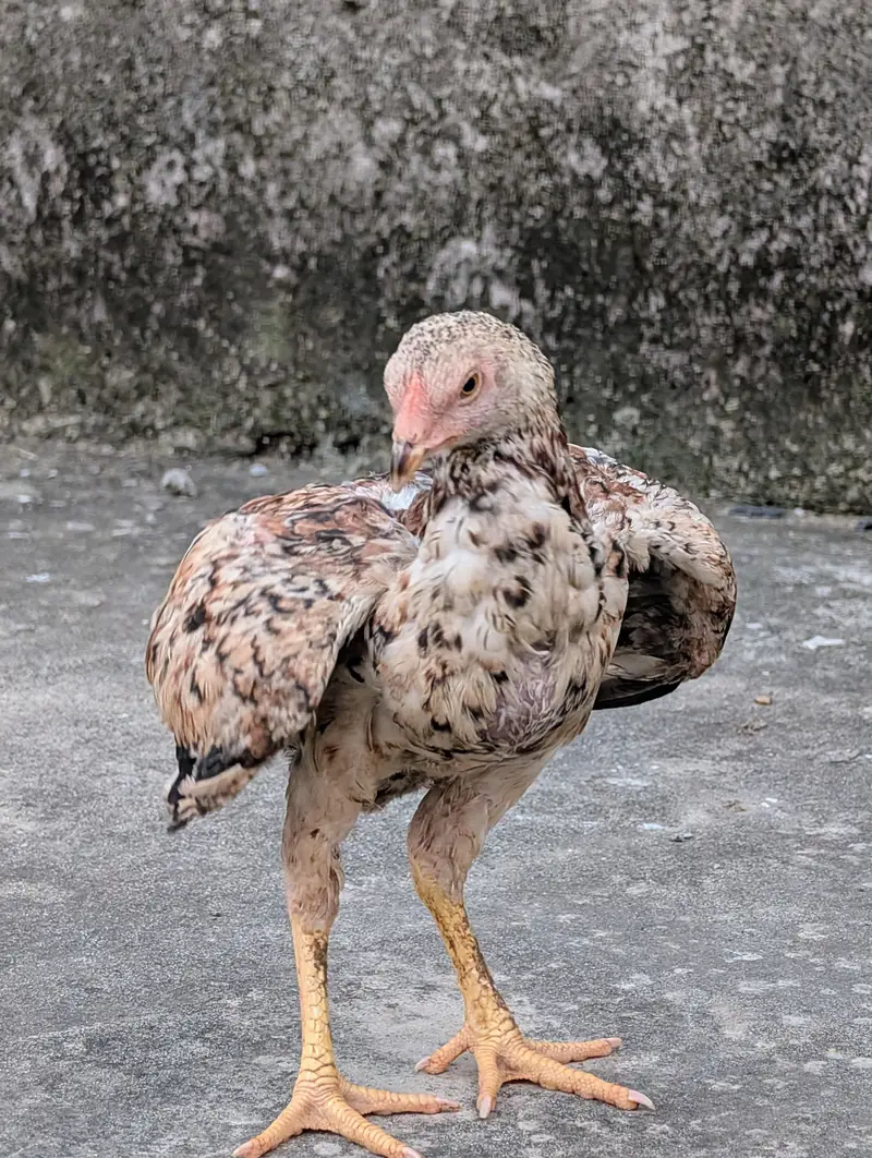 3 mianwali quality pathay dastayab ha Whatsapp: 03159640025 — photo 2