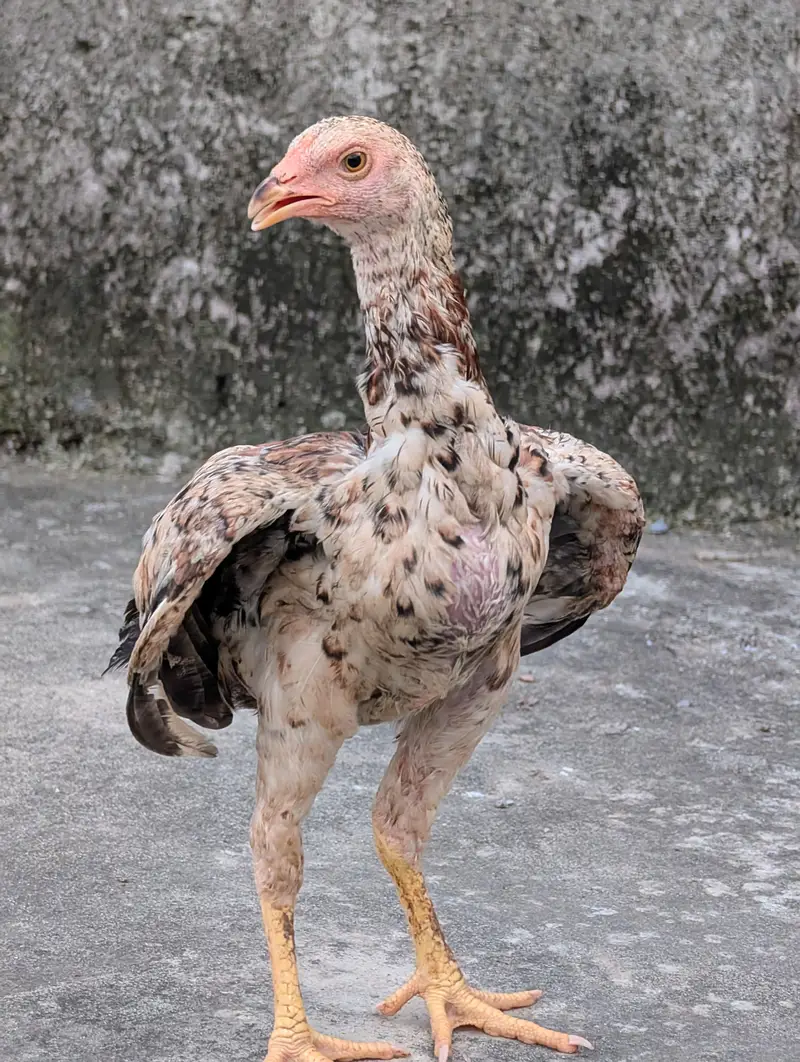 3 mianwali quality pathay dastayab ha Whatsapp: 03159640025 — photo 5