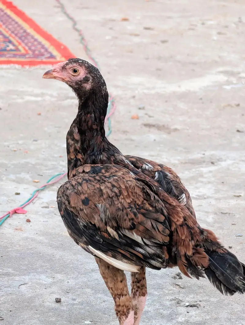 3 mianwali quality pathay dastayab ha Whatsapp: 03159640025 — photo 6