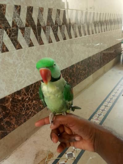raw parrot