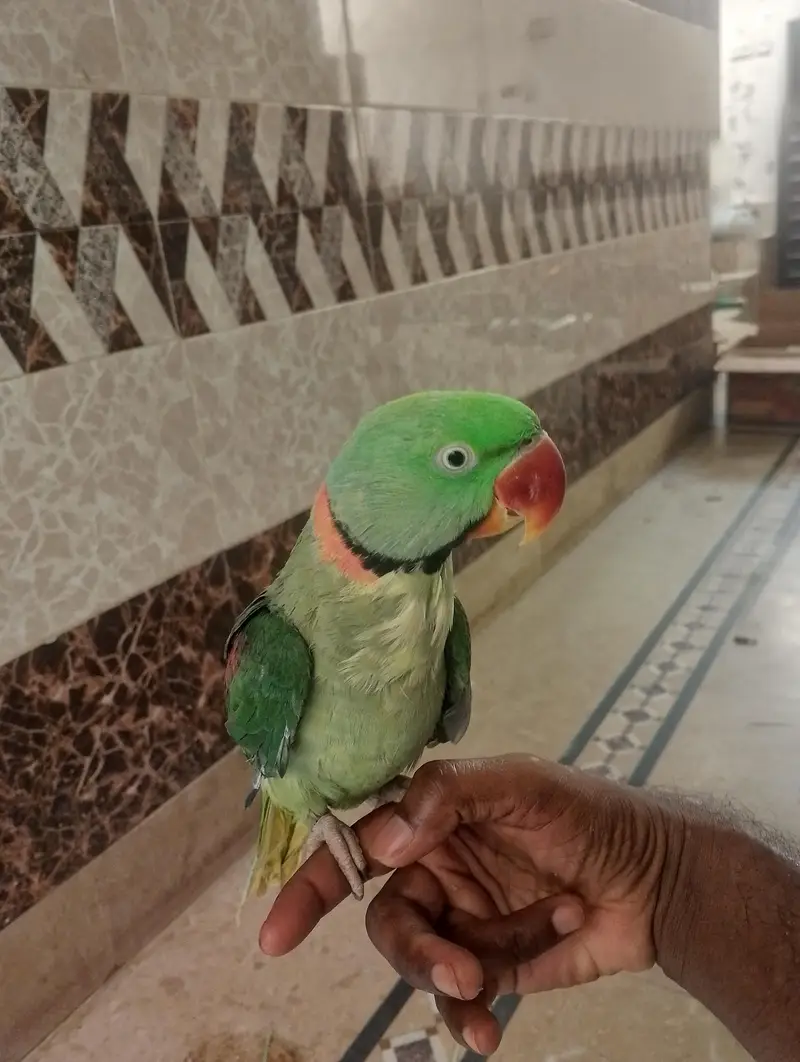 raw parrot — photo 2