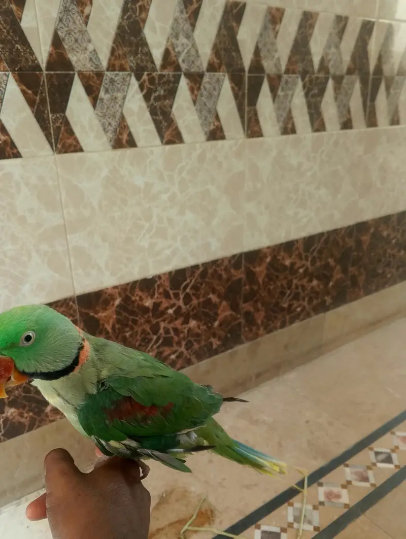 raw parrot — photo 3