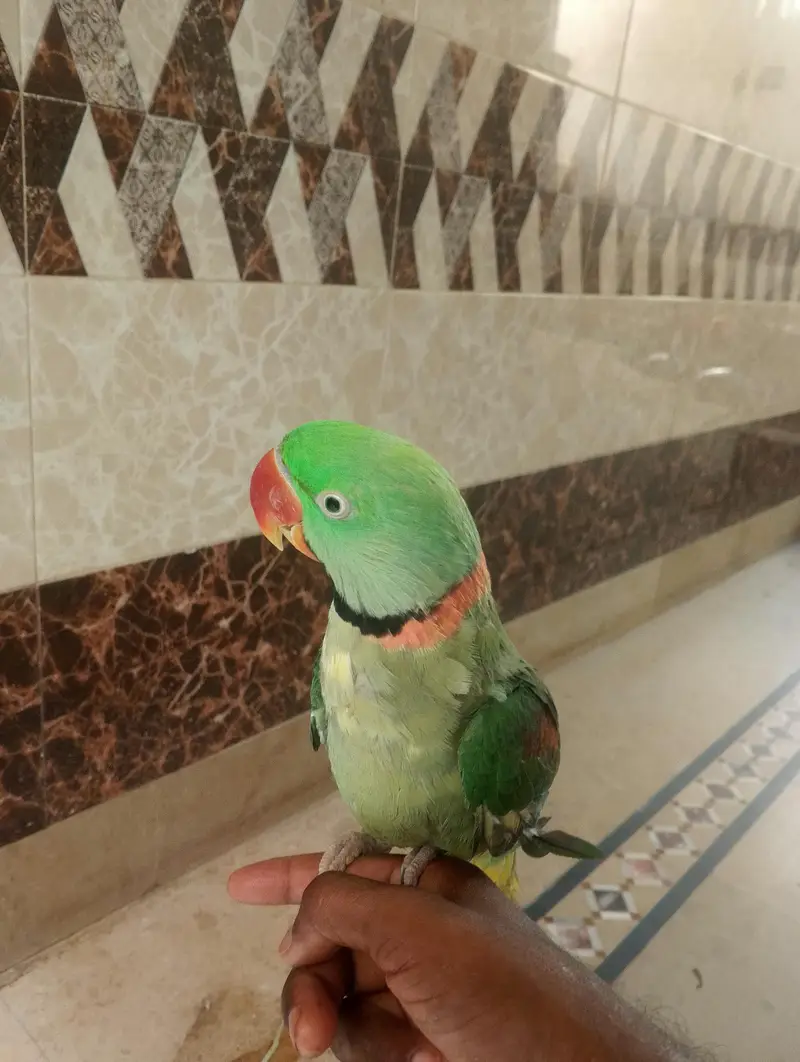 raw parrot — photo 4