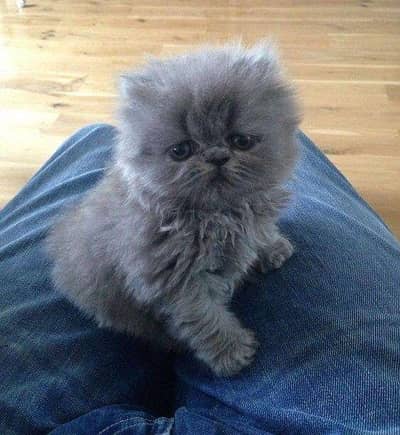 Persian Kitten Pair Grey