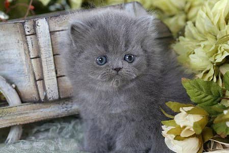 Persian Kitten Pair Grey