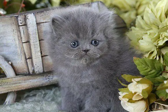 Persian Kitten Pair Grey — photo 2