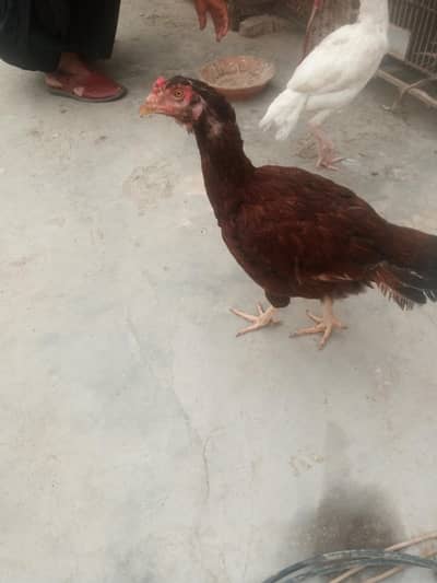 forsale