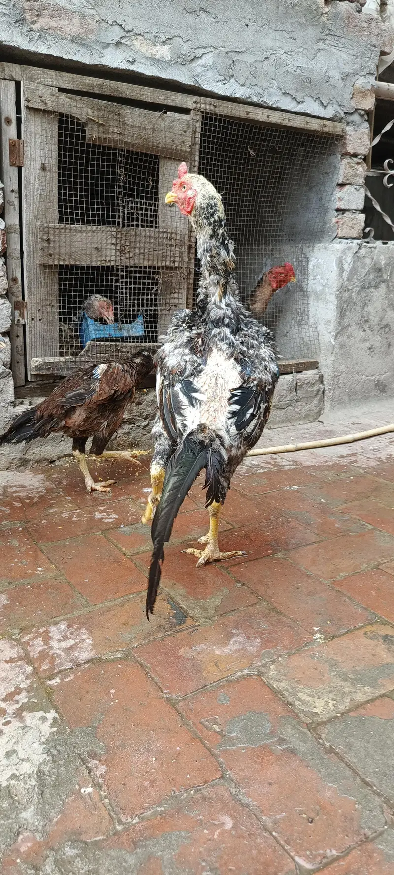 Aseel patha murga shamo cross long hight — photo 4