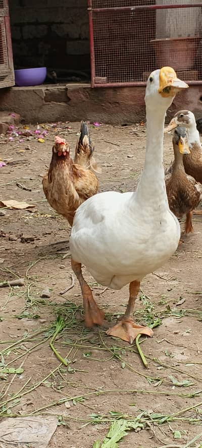 duck for sale