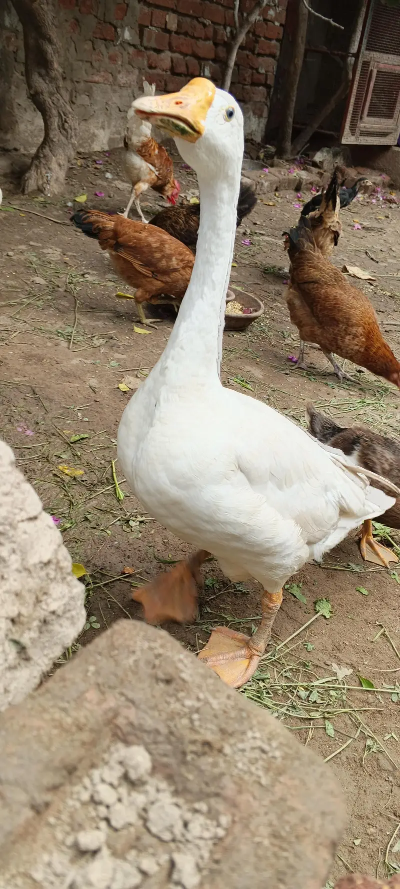 duck for sale — photo 2