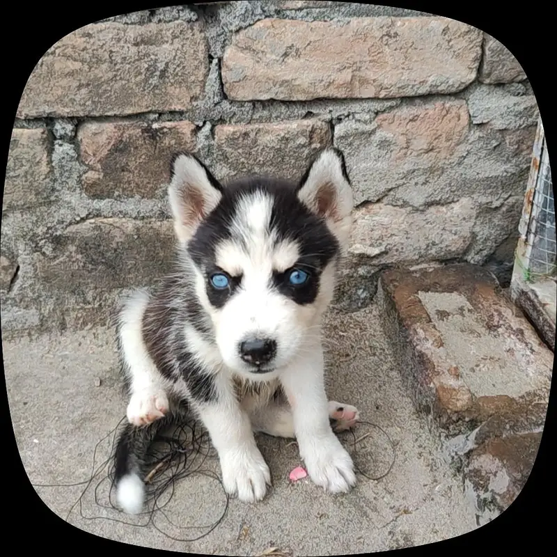 Siberian husky blue eyes female days 50 — photo 2