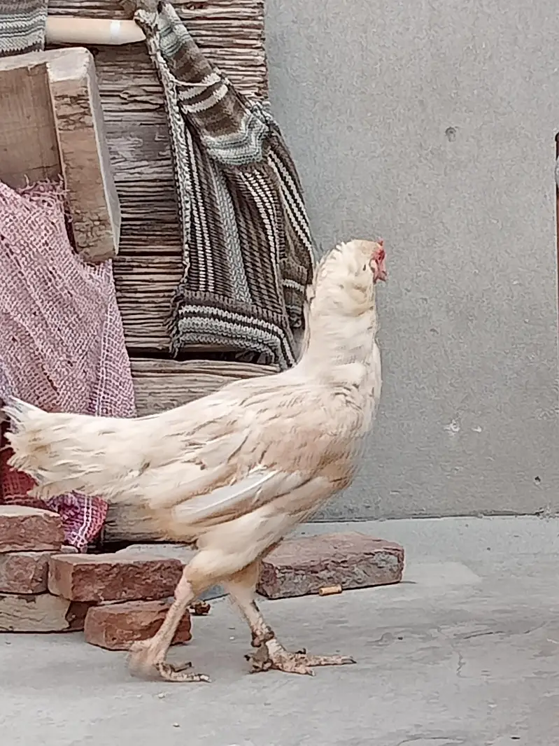 Aseel Murgi — photo 2