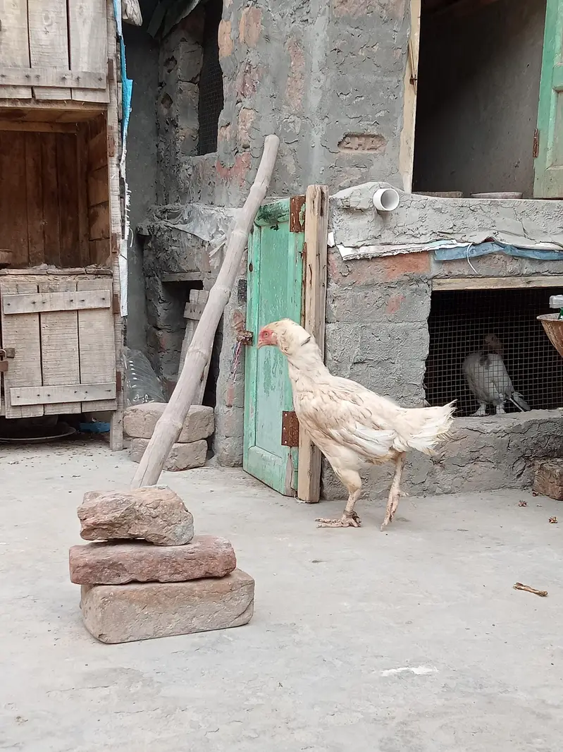 Aseel Murgi — photo 3
