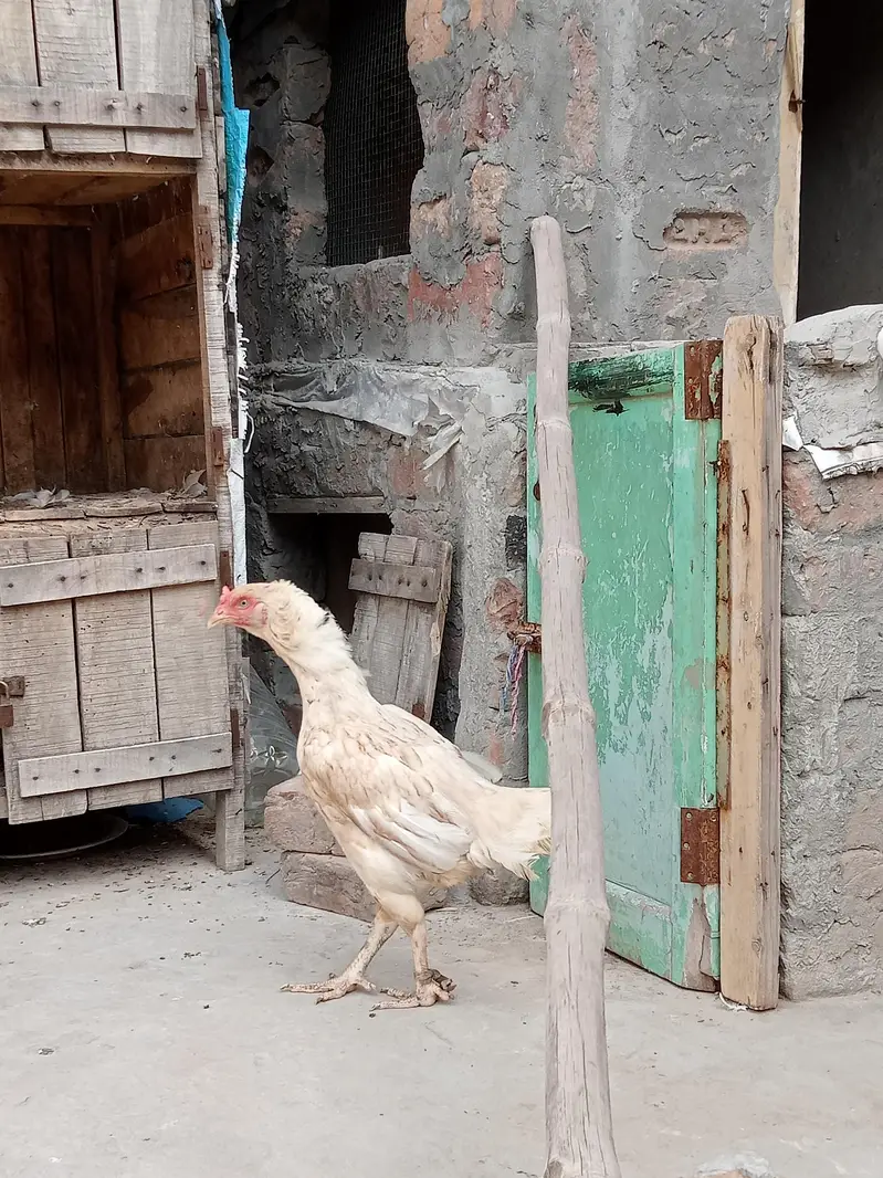 Aseel Murgi — photo 4