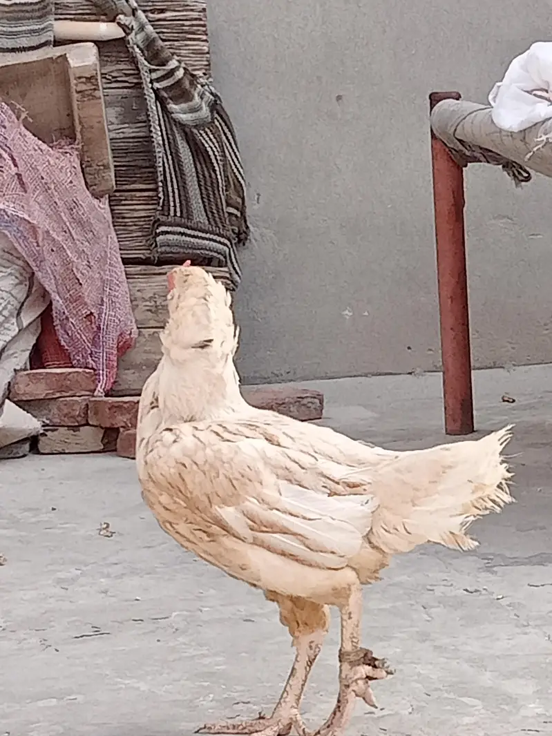 Aseel Murgi — photo 6