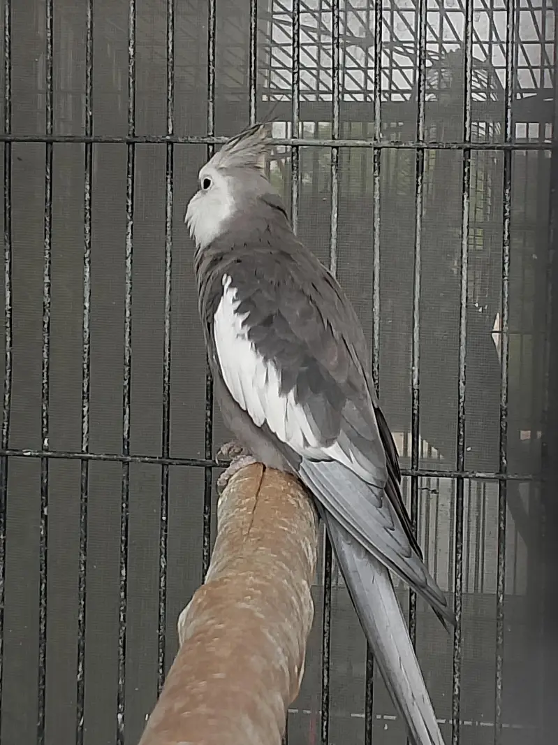 cocktail for sale — photo 2