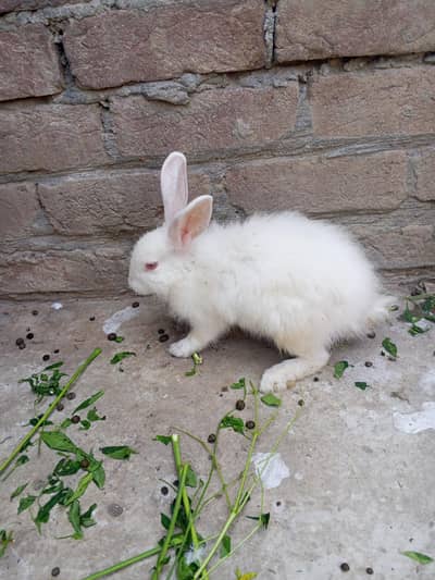 Rabbit