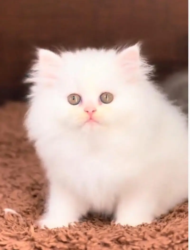 Pure Breed Cat - Triple Coat | Healthy & Active* — photo 3