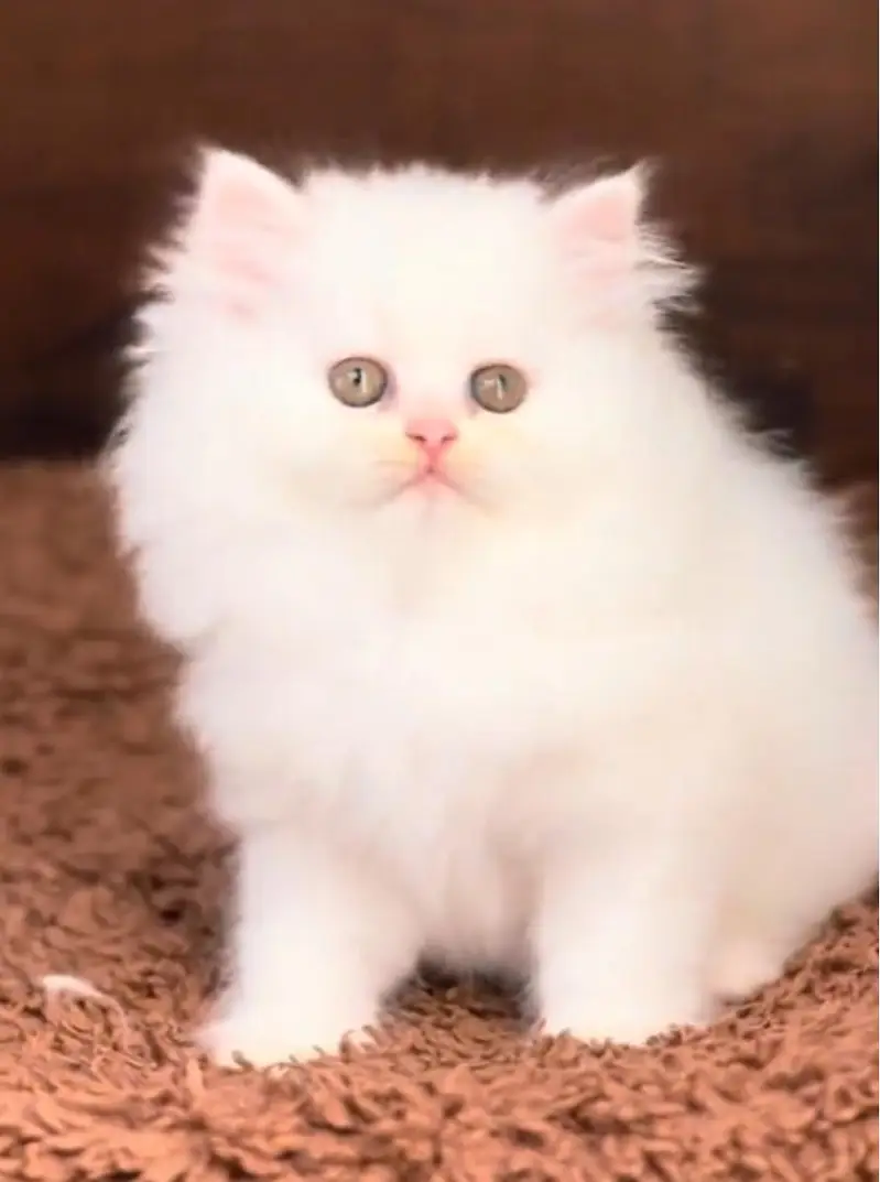 Pure Breed Cat - Triple Coat | Healthy & Active* — photo 4