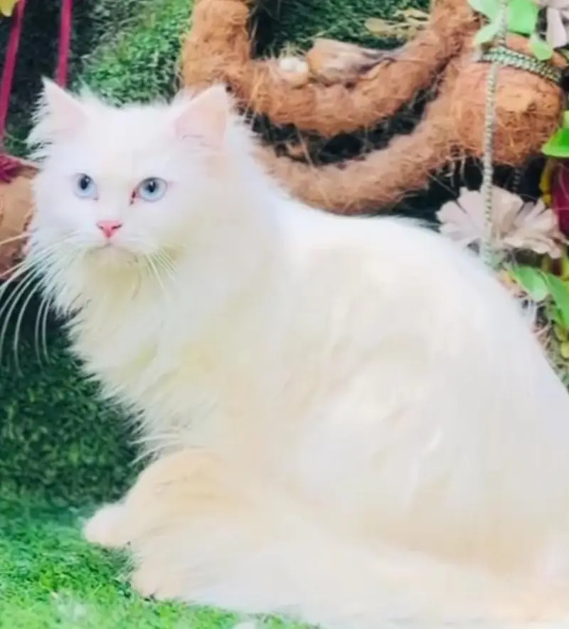 Pure Breed Cat - Triple Coat | Healthy & Active* — photo 5