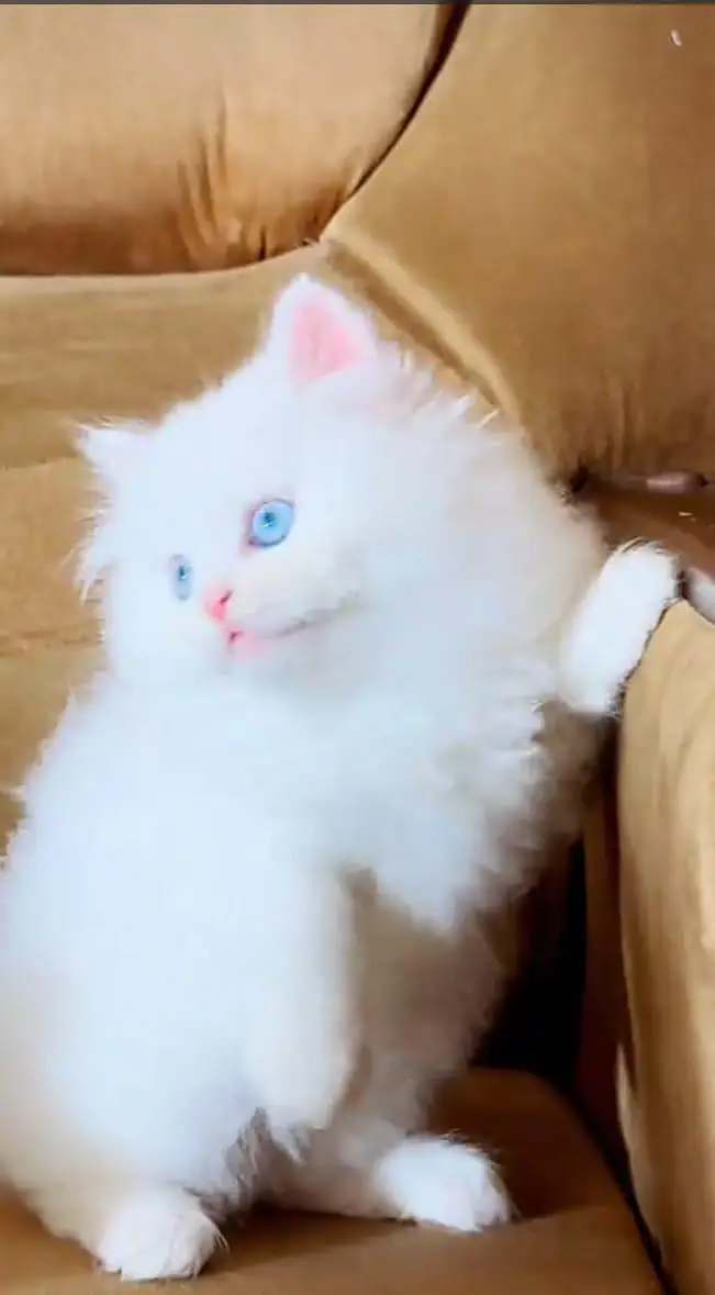 Pure Breed Cat - Triple Coat | Healthy & Active* — photo 9