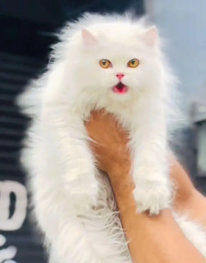 Pure Breed Cat - Triple Coat | Healthy & Active* — photo 12