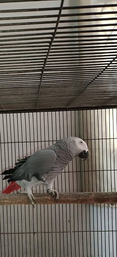 African grey breeder male active and healthy