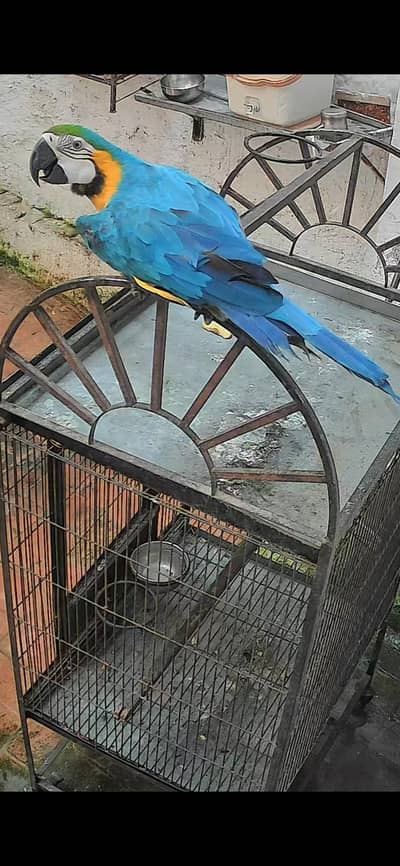 Blue gold macaw male 32