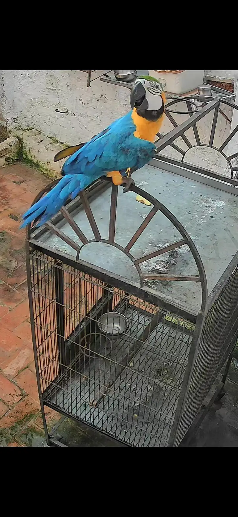 Blue gold macaw male 32 — photo 2