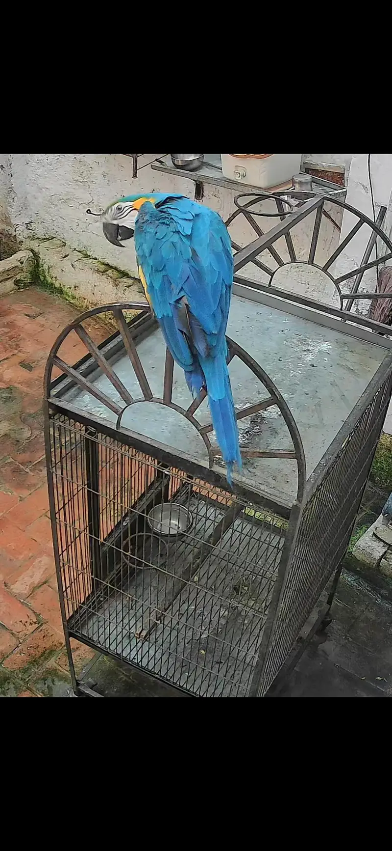 Blue gold macaw male 32 — photo 3