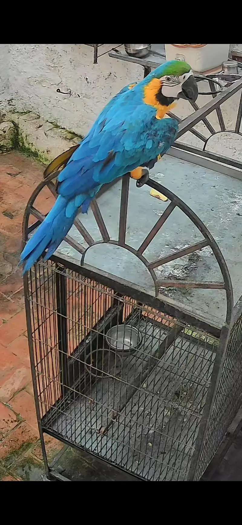 Blue gold macaw male 32 — photo 4