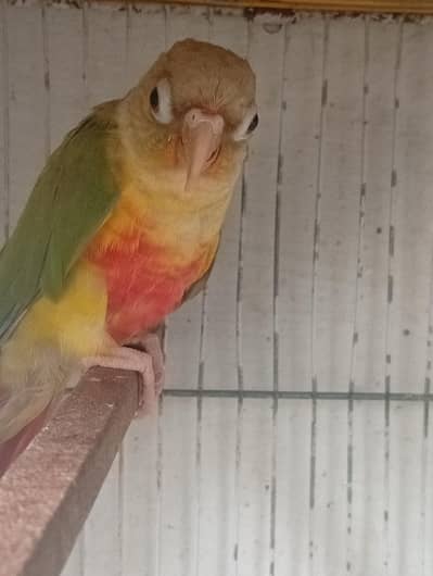 Pineapple Conure 5 Month Old