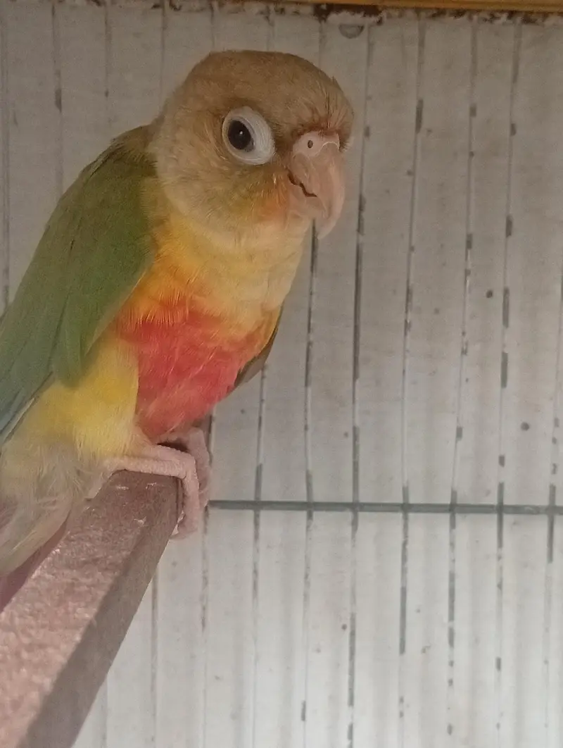 Pineapple Conure 5 Month Old — photo 2