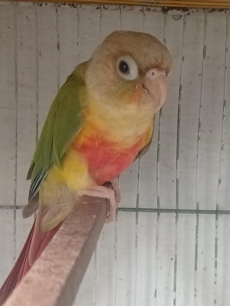 Pineapple Conure 5 Month Old — photo 3