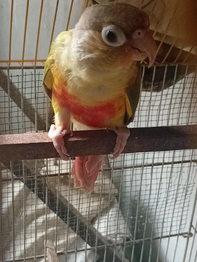 Pineapple Conure 5 Month Old — photo 4