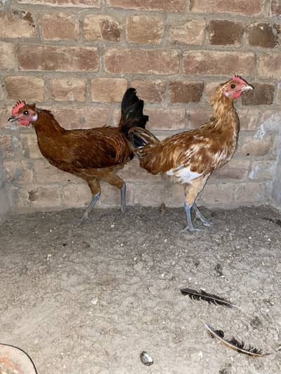 Golden misri pthy pthia for sale 1100 per kg