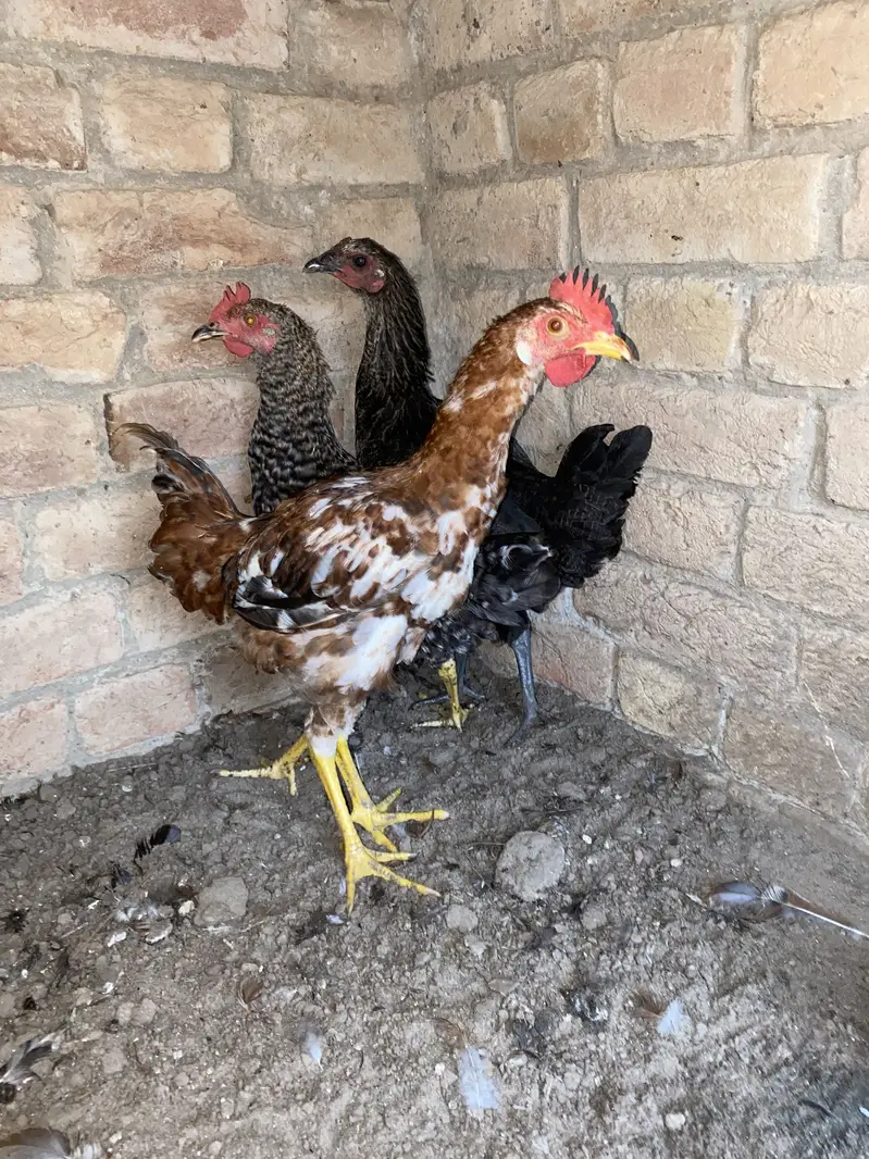 Golden misri pthy pthia for sale 1100 per kg — photo 2