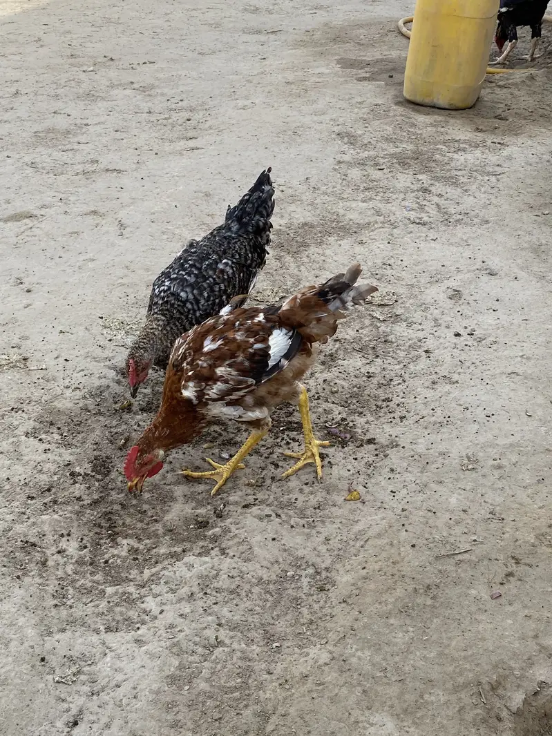 Golden misri pthy pthia for sale 1100 per kg — photo 3
