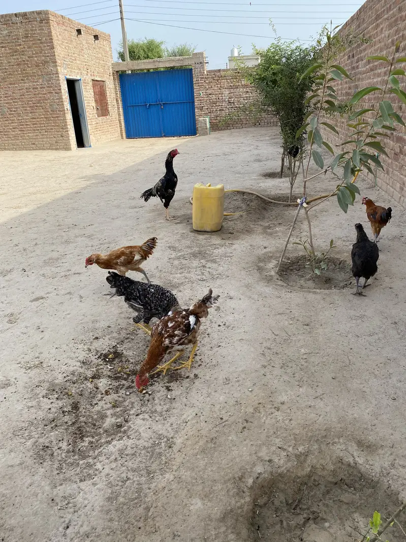 Golden misri pthy pthia for sale 1100 per kg — photo 4