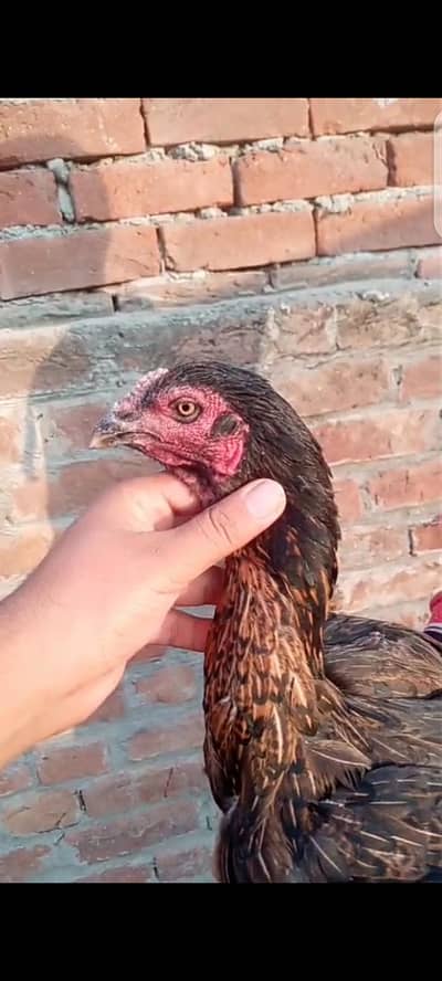 burmi aseel hen