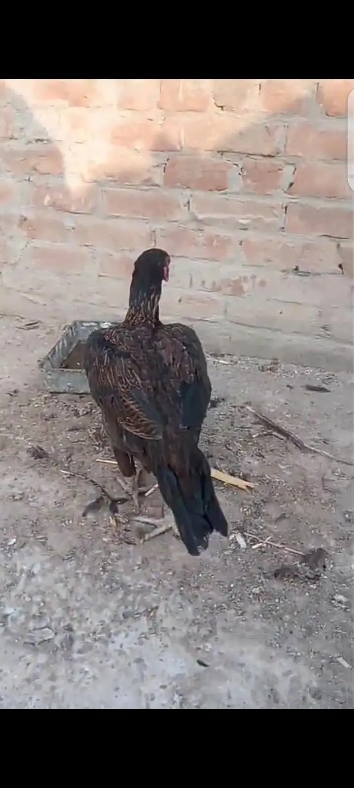 burmi aseel hen — photo 3