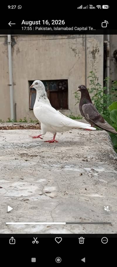 pigeon
