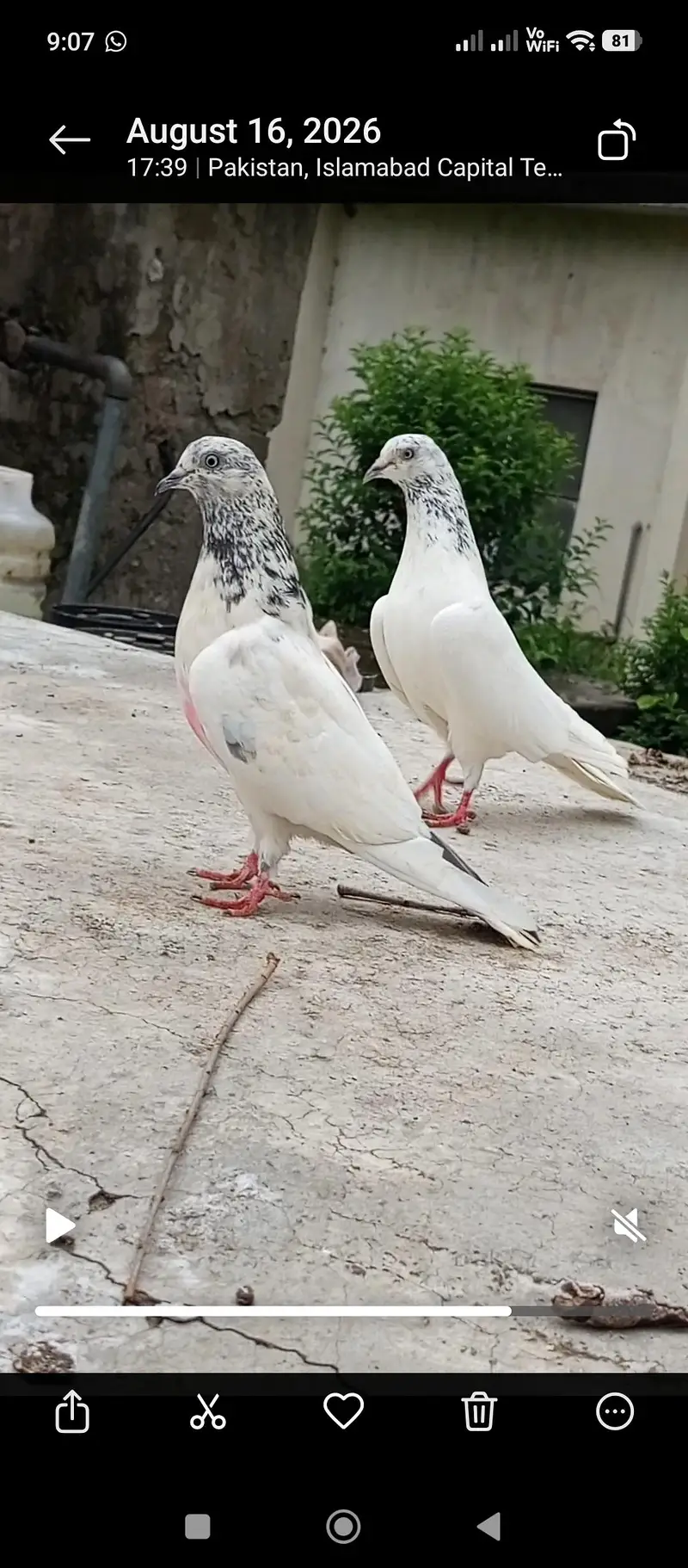 pigeon — photo 2