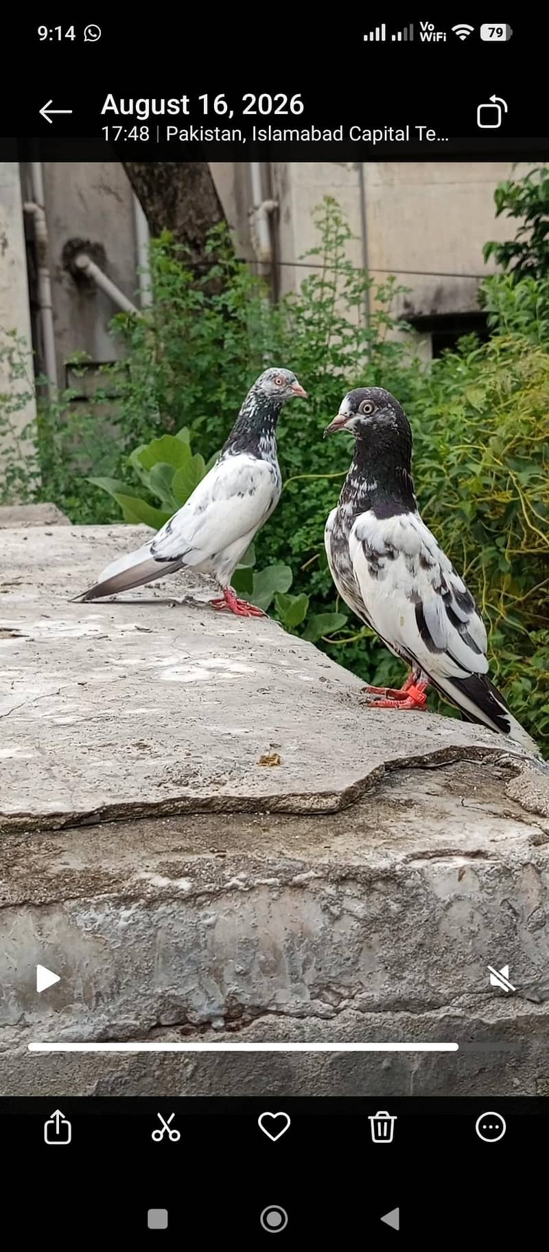 pigeon 2