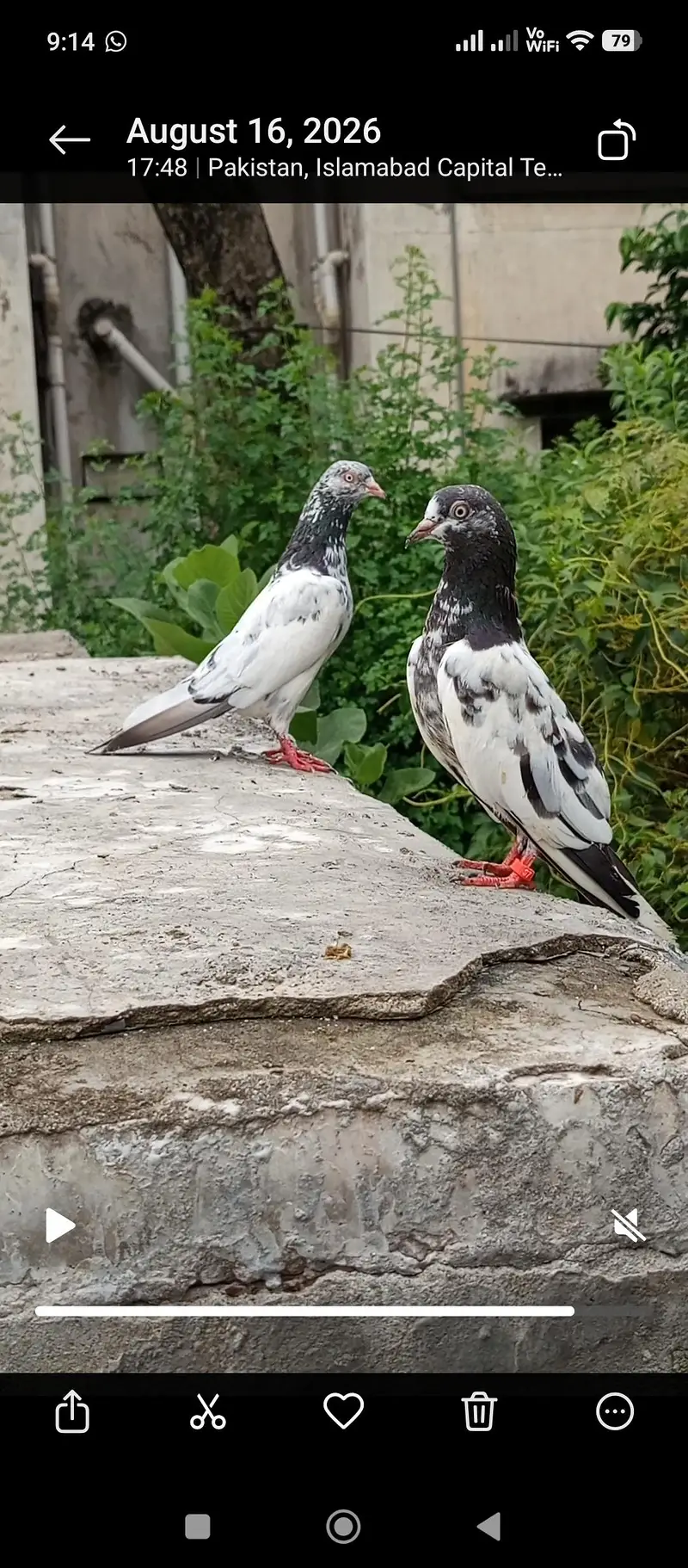 pigeon — photo 3